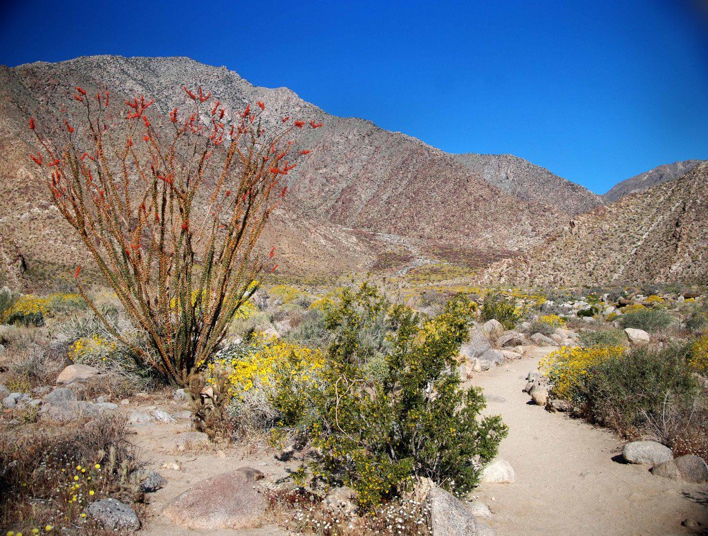 Anza-Borrego desert